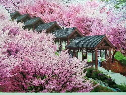 長沙潯龍河櫻花谷、田漢文化園一日游